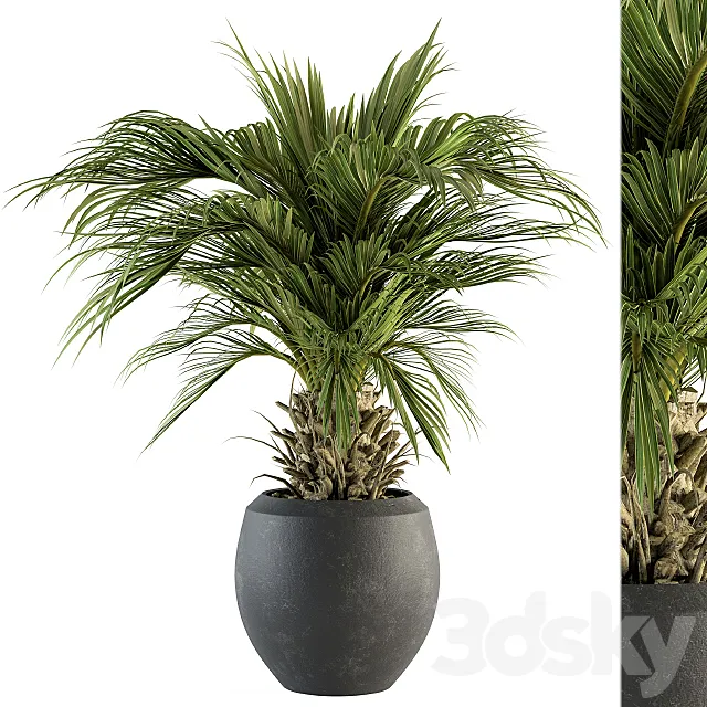 indoor Plant Set 133 – Palm Plant in Pot 3DS Max Model