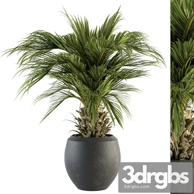 Indoor plant set 133 – palm plant in pot