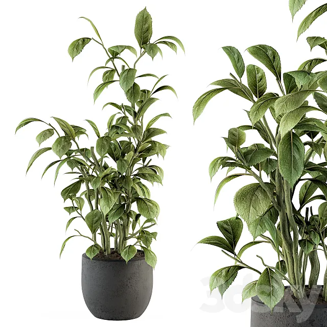 indoor Plant Set 135 – Schefflera Amate Plant 3ds Max