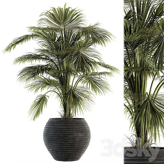 indoor Plant Set 137 – Tropical Plant 3ds Max