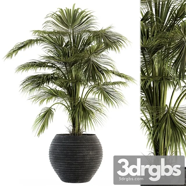 Indoor plant set 137 – tropical plant