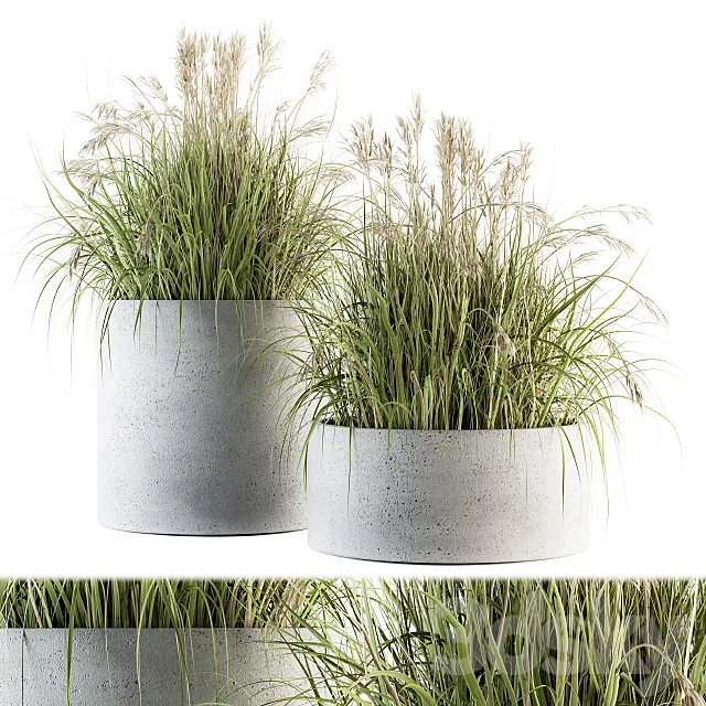 indoor Plant Set 139 – Indian Grass 3ds Max