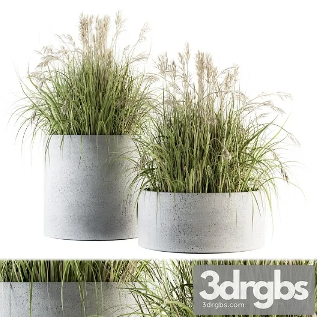 Indoor plant set 139 – indian grass