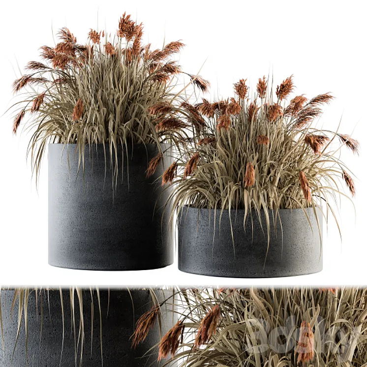 indoor Plant Set 140 – Indian Grass 3DS Max