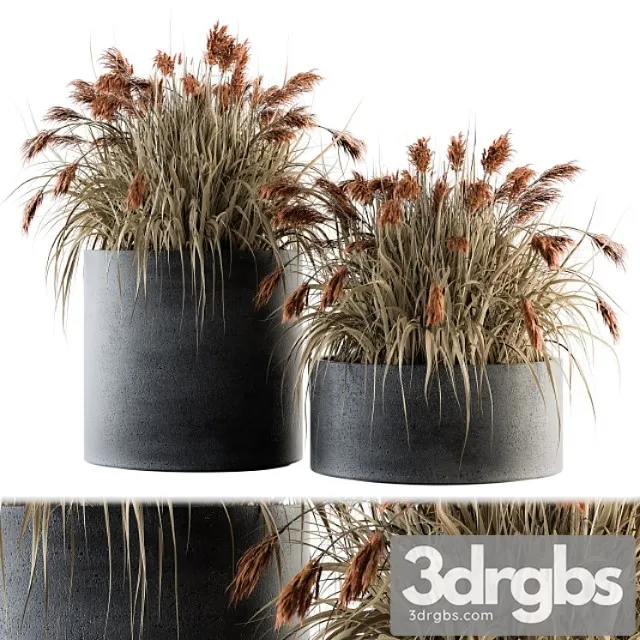 Indoor plant set 140 – indian grass