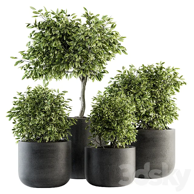 indoor Plant Set 141 – Plant in Pot 3DS Max Model