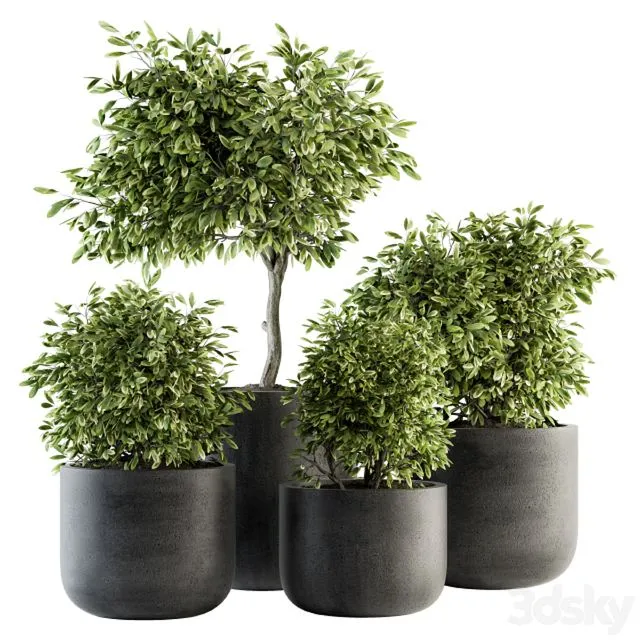 indoor Plant Set 141 – Plant in Pot 3dsMax Model