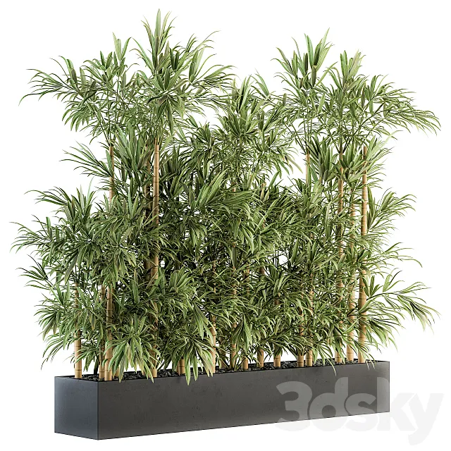 Indoor Plant Set 144 – Bamboo in Plant Box 3DS Max Model