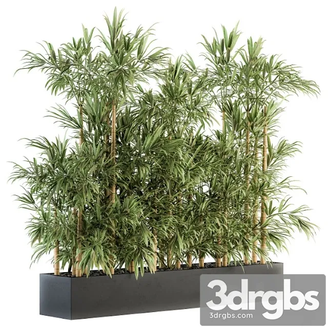 Indoor plant set 144 – bamboo in plant box