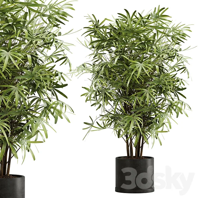 indoor plant Set 16 3DSMax File