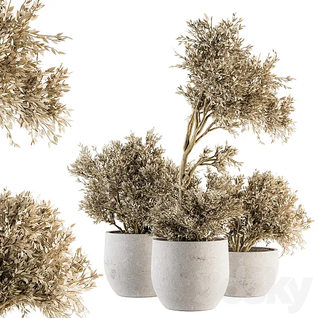 indoor Plant Set 171 – Dry Plants 3ds Max