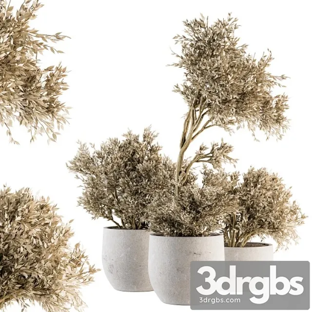 Indoor plant set 171 – dry plants