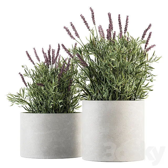 indoor Plant Set 183 – Lavender Bush 3ds Max