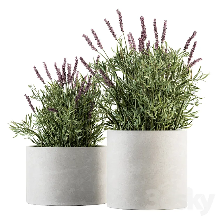 indoor Plant Set 183 – Lavender Bush 3DS Max