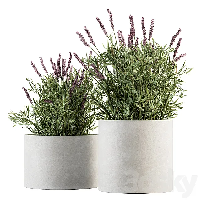 indoor Plant Set 183 – Lavender Bush 3DSMax File