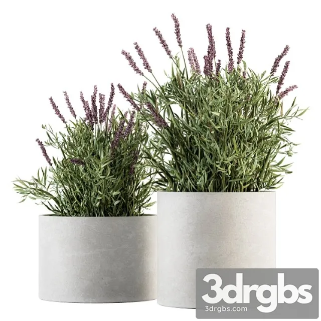 Indoor plant set 183 – lavender bush