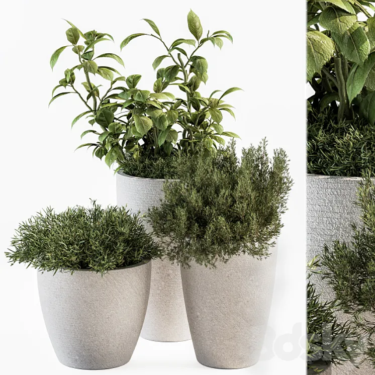 indoor Plant Set 191 – Plant in pot 3DS Max