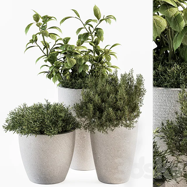 indoor Plant Set 191 – Plant in pot 3DSMax File