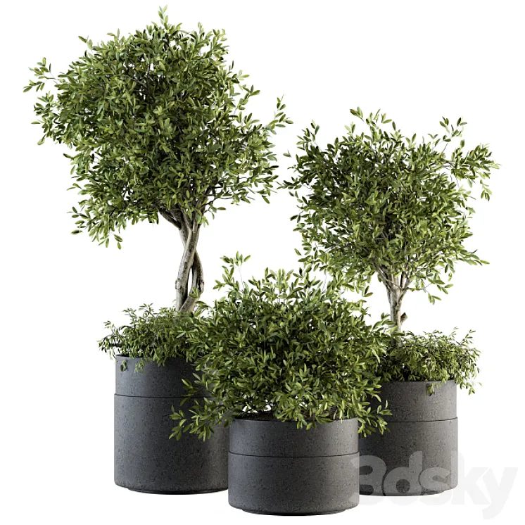 indoor Plant Set 193 – Tree in pot 3DS Max