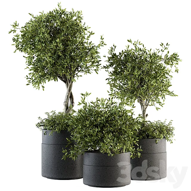 indoor Plant Set 193 – Tree in pot 3DSMax File