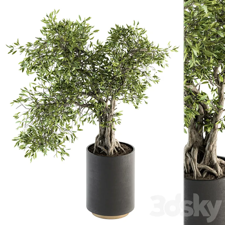 indoor Plant Set 207 – Big Bonsai in pot 3DS Max