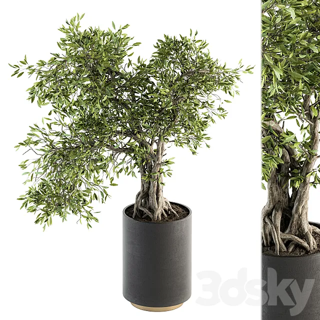 indoor Plant Set 207 – Big Bonsai in pot 3DSMax File