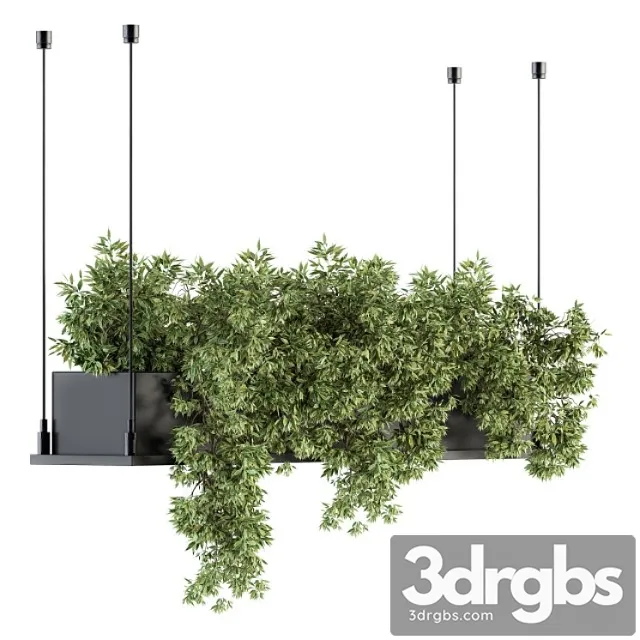 Indoor plant set 217 – hanging plant box