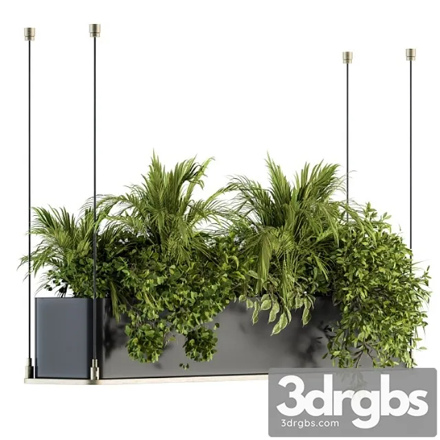 Indoor plant set 218 – hanging plants