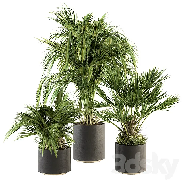 indoor Plant Set 221 -Tropical Palm Plant Set 3ds Max