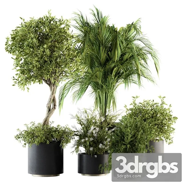 Indoor plant set 222 – plant set in pot