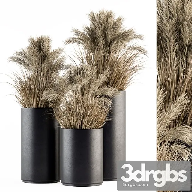 Indoor plant set 224 -big pampas