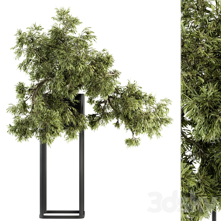 indoor Plant Set 237 – Bonsai in Pot 3DS Max Model