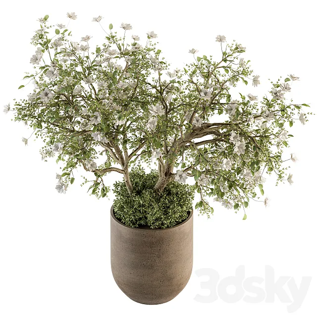 indoor Plant Set 241 – Bonsai Bush with Flowers 3ds Max