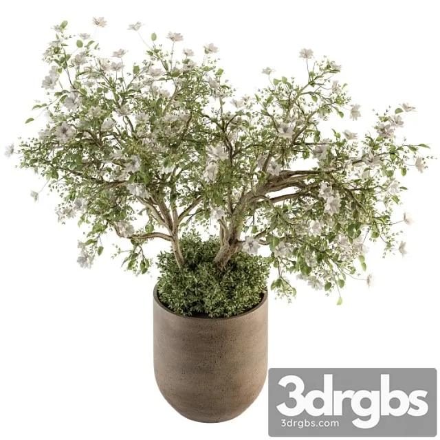 Indoor plant set 241 – bonsai bush with flowers