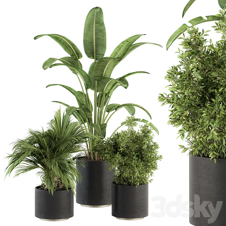 indoor Plant Set 243 – Plant Set in Pot 3DS Max