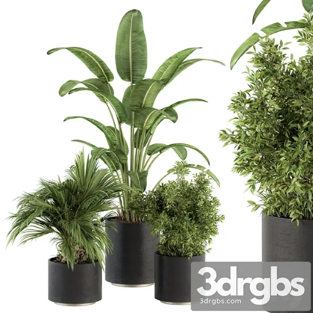 Indoor plant set 243 – plant set in pot