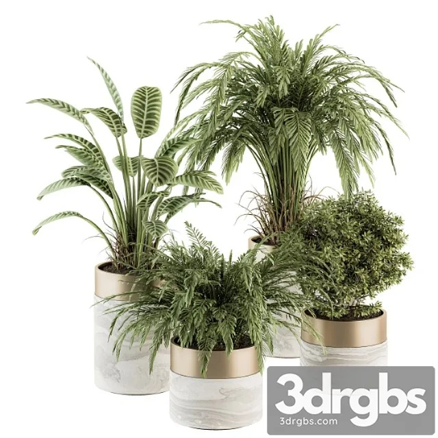 Indoor plant set 245 – plant set in pot