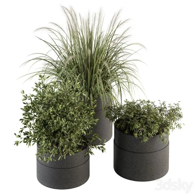 indoor Plant Set 250 – Plants Set in Pot 3dsMax Model