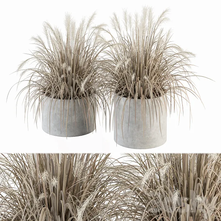 indoor Plant Set 251 – Dried Plants in pot 3DS Max