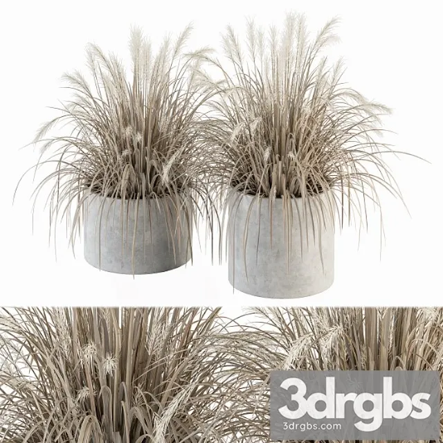 Indoor plant set 251 – dried plants in pot