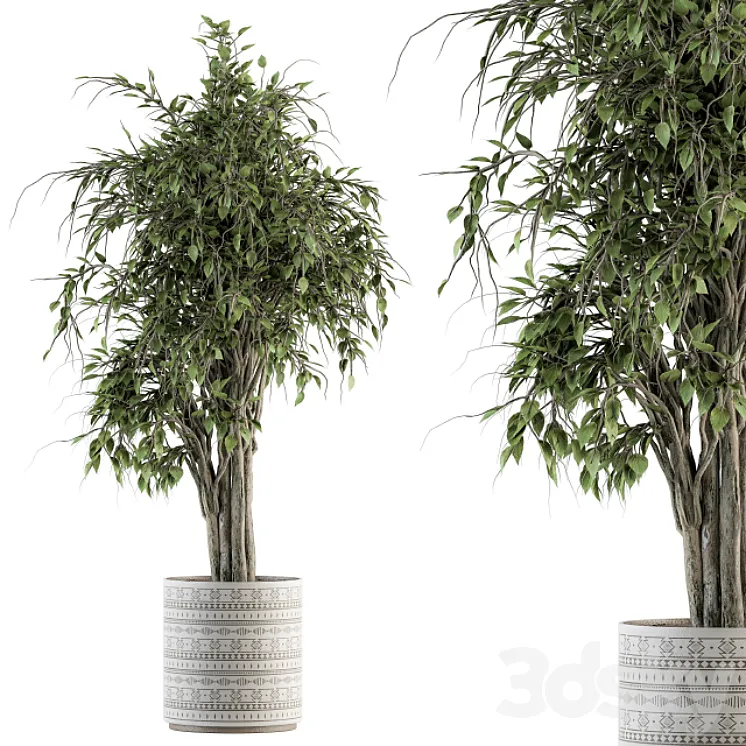 indoor Plant Set 266 – Ficus Benjamin Plant in pot 3DS Max