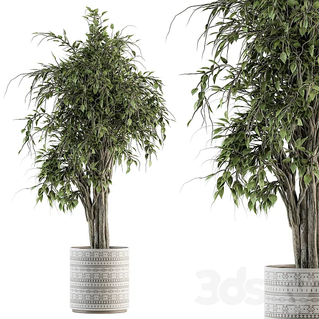 indoor Plant Set 266 – Ficus Benjamin Plant in pot 3DSMax File
