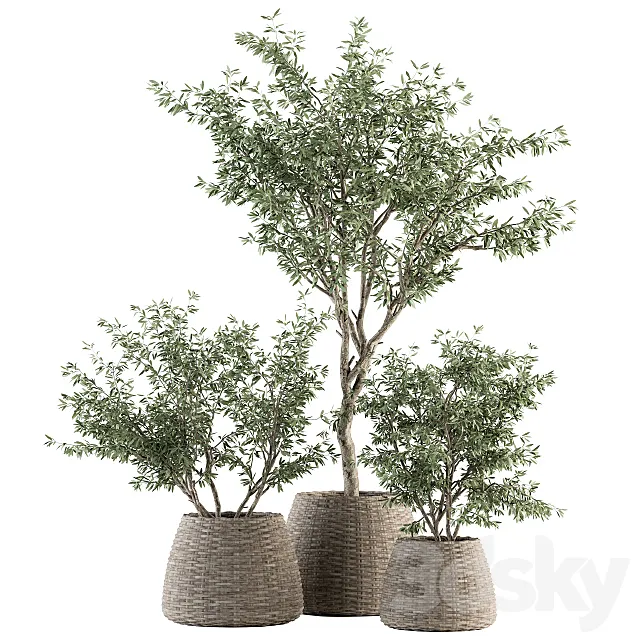 indoor Plant Set 275 – Olive Plants Set in pot 3DS Max Model