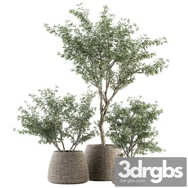 Indoor plant set 275 – olive plants set in pot