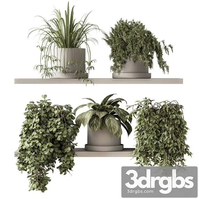Indoor plant set 281 – plant pot on shelves