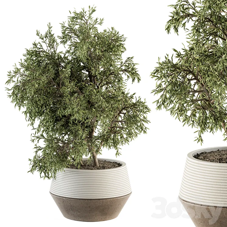 indoor Plant Set 285 – Plants Set in pot 3DS Max Model