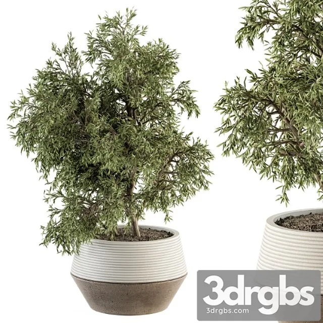 Indoor plant set 285 – plants set in pot