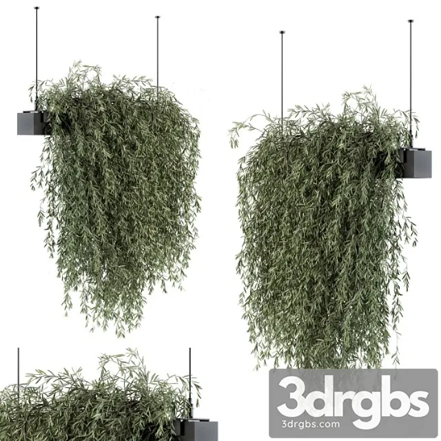 Indoor plant set 288 – hanging plants