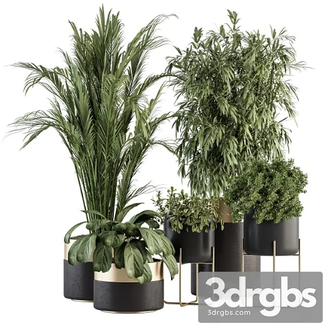 Indoor plant set 298 – plant set in black and gold pot