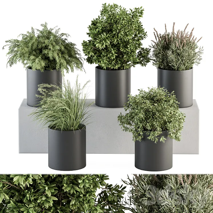 indoor Plant Set 305 – Small Plant pot 3DS Max